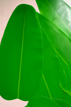 Handcrafted Banana Leaf Decor made in India – HeritageKosh
